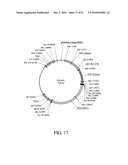 DEVELOPMENT OF A PREVENTIVE VACCINE FOR FILOVIRUS INFECTION IN PRIMATES diagram and image