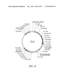 DEVELOPMENT OF A PREVENTIVE VACCINE FOR FILOVIRUS INFECTION IN PRIMATES diagram and image