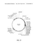 DEVELOPMENT OF A PREVENTIVE VACCINE FOR FILOVIRUS INFECTION IN PRIMATES diagram and image