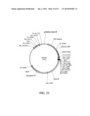 DEVELOPMENT OF A PREVENTIVE VACCINE FOR FILOVIRUS INFECTION IN PRIMATES diagram and image