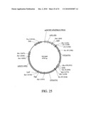 DEVELOPMENT OF A PREVENTIVE VACCINE FOR FILOVIRUS INFECTION IN PRIMATES diagram and image