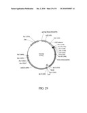 DEVELOPMENT OF A PREVENTIVE VACCINE FOR FILOVIRUS INFECTION IN PRIMATES diagram and image