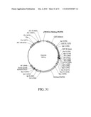 DEVELOPMENT OF A PREVENTIVE VACCINE FOR FILOVIRUS INFECTION IN PRIMATES diagram and image