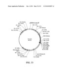 DEVELOPMENT OF A PREVENTIVE VACCINE FOR FILOVIRUS INFECTION IN PRIMATES diagram and image