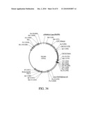 DEVELOPMENT OF A PREVENTIVE VACCINE FOR FILOVIRUS INFECTION IN PRIMATES diagram and image