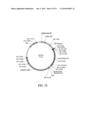 DEVELOPMENT OF A PREVENTIVE VACCINE FOR FILOVIRUS INFECTION IN PRIMATES diagram and image