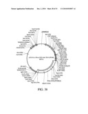 DEVELOPMENT OF A PREVENTIVE VACCINE FOR FILOVIRUS INFECTION IN PRIMATES diagram and image