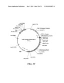 DEVELOPMENT OF A PREVENTIVE VACCINE FOR FILOVIRUS INFECTION IN PRIMATES diagram and image