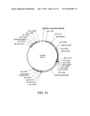 DEVELOPMENT OF A PREVENTIVE VACCINE FOR FILOVIRUS INFECTION IN PRIMATES diagram and image