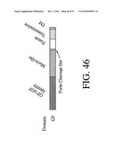 DEVELOPMENT OF A PREVENTIVE VACCINE FOR FILOVIRUS INFECTION IN PRIMATES diagram and image