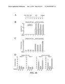 DEVELOPMENT OF A PREVENTIVE VACCINE FOR FILOVIRUS INFECTION IN PRIMATES diagram and image