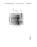 NOVEL ADDL RECEPTOR POLYPEPTIDES, POLYNUCLEOTIDES AND HOST CELLS FOR RECOMBINANT PRODUCTION diagram and image
