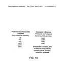 GENETICALLY MODIFIED BIOLOGICAL CELLS diagram and image