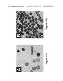 Methods and compositions for identifying a fetal cell diagram and image