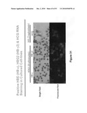 Methods and compositions for identifying a fetal cell diagram and image