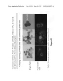 Methods and compositions for identifying a fetal cell diagram and image