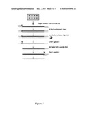 Oligonucleotide Paints diagram and image