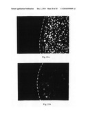 High-throughput cell transfection device and methods of using thereof diagram and image