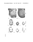 METHODS OF INHIBITING CALCINEURIN WITH APOE ANALOGS diagram and image