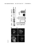 METHODS OF INHIBITING CALCINEURIN WITH APOE ANALOGS diagram and image