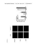 METHODS OF INHIBITING CALCINEURIN WITH APOE ANALOGS diagram and image