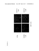 METHODS OF INHIBITING CALCINEURIN WITH APOE ANALOGS diagram and image