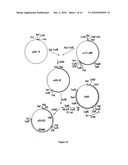 Production of collagen in the milk of transgenic mammals diagram and image