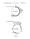 Production of collagen in the milk of transgenic mammals diagram and image