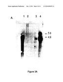 Production of collagen in the milk of transgenic mammals diagram and image