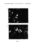 Production of collagen in the milk of transgenic mammals diagram and image