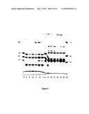 Production of collagen in the milk of transgenic mammals diagram and image