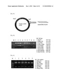 CELL PERMEABLE P18 RECOMBINANT PROTEINS, POLYNUCLEOTIDES ENCODING THE SAME, AND ANTICANCER COMPOSITION COMPRISING THE SAME diagram and image