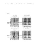 CELL PERMEABLE P18 RECOMBINANT PROTEINS, POLYNUCLEOTIDES ENCODING THE SAME, AND ANTICANCER COMPOSITION COMPRISING THE SAME diagram and image