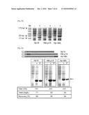 CELL PERMEABLE P18 RECOMBINANT PROTEINS, POLYNUCLEOTIDES ENCODING THE SAME, AND ANTICANCER COMPOSITION COMPRISING THE SAME diagram and image