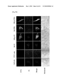 CELL PERMEABLE P18 RECOMBINANT PROTEINS, POLYNUCLEOTIDES ENCODING THE SAME, AND ANTICANCER COMPOSITION COMPRISING THE SAME diagram and image