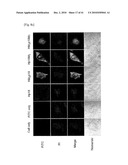 CELL PERMEABLE P18 RECOMBINANT PROTEINS, POLYNUCLEOTIDES ENCODING THE SAME, AND ANTICANCER COMPOSITION COMPRISING THE SAME diagram and image