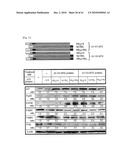 CELL PERMEABLE P18 RECOMBINANT PROTEINS, POLYNUCLEOTIDES ENCODING THE SAME, AND ANTICANCER COMPOSITION COMPRISING THE SAME diagram and image