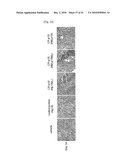 CELL PERMEABLE P18 RECOMBINANT PROTEINS, POLYNUCLEOTIDES ENCODING THE SAME, AND ANTICANCER COMPOSITION COMPRISING THE SAME diagram and image