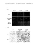 CELL PERMEABLE P18 RECOMBINANT PROTEINS, POLYNUCLEOTIDES ENCODING THE SAME, AND ANTICANCER COMPOSITION COMPRISING THE SAME diagram and image