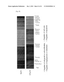 CELL PERMEABLE P18 RECOMBINANT PROTEINS, POLYNUCLEOTIDES ENCODING THE SAME, AND ANTICANCER COMPOSITION COMPRISING THE SAME diagram and image