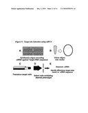RNA INTERFERENCE MEDIATED INHIBITION OF ADENOSINE A1 RECEPTOR (ADORA1) GENE EXPRESSION USING SHORT INTERFERING RNA diagram and image