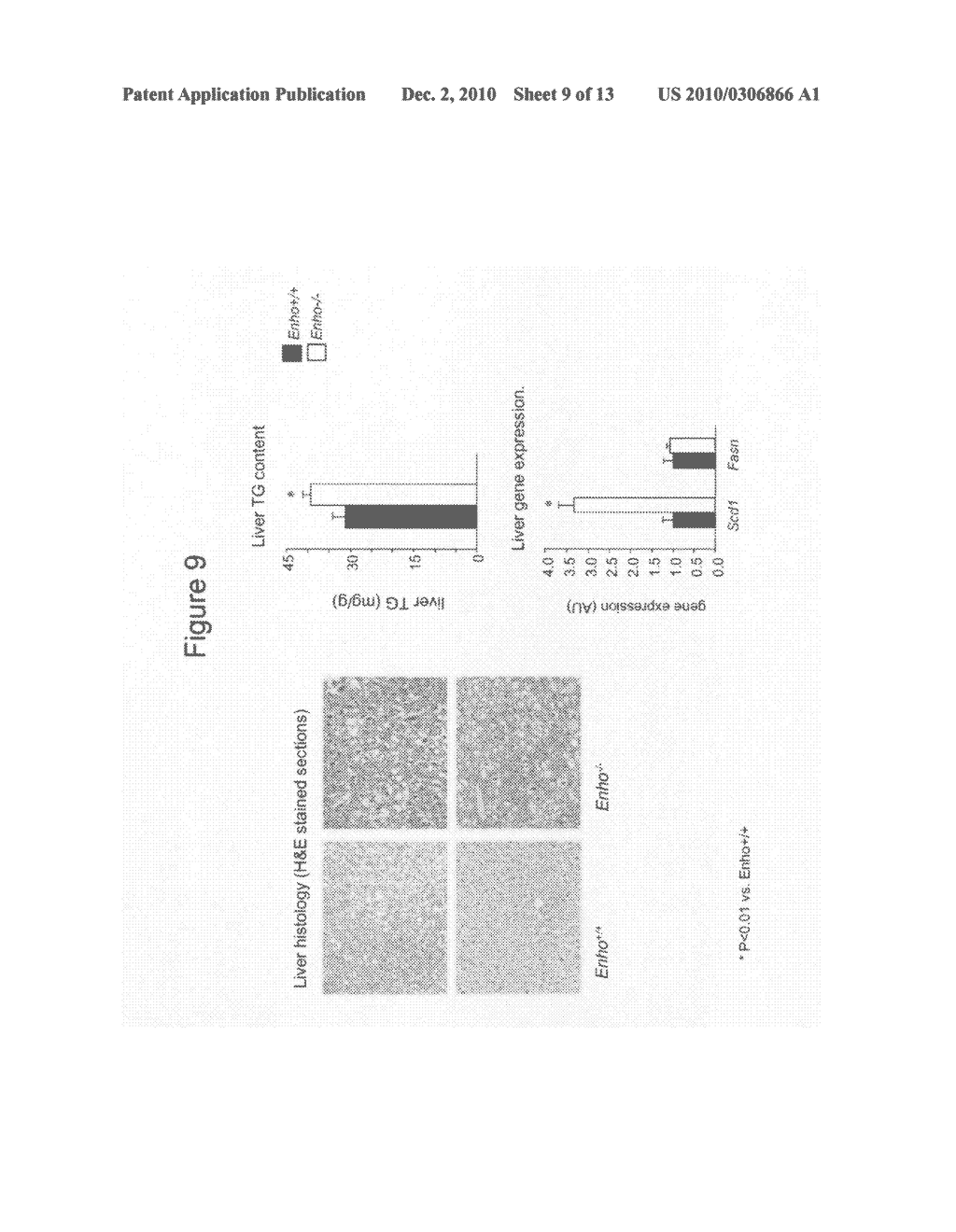 Adropin deficient mice and uses thereof - diagram, schematic, and image 10