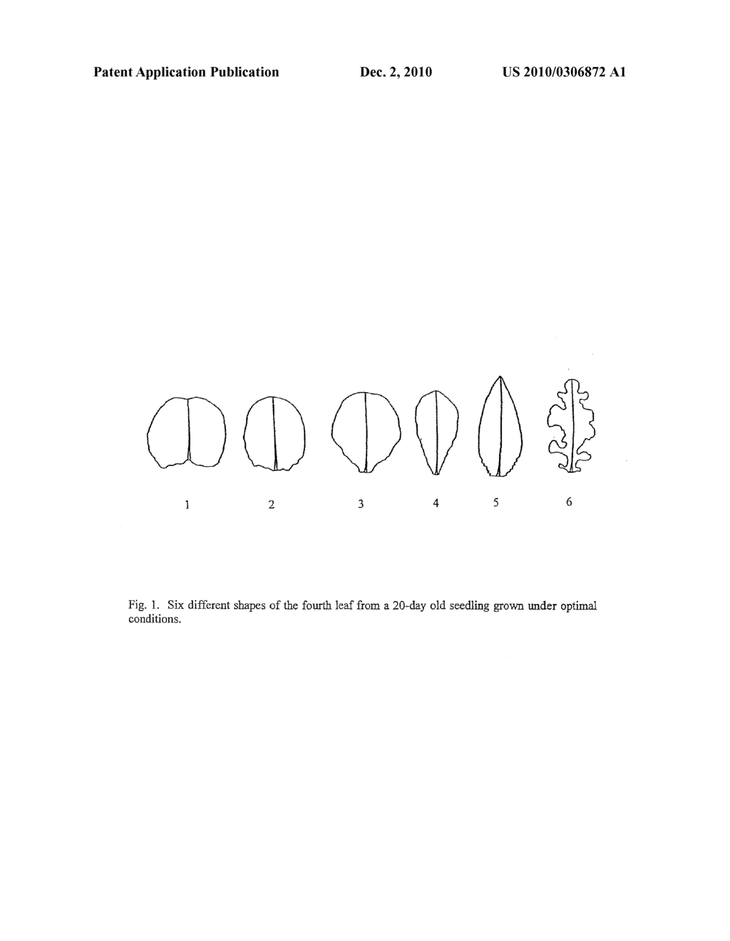 DOWNY MILDEW RESISTANT LETTUCE - diagram, schematic, and image 02