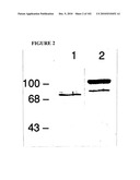 PROSTATE-SPECIFIC MEMBRANE ANTIGEN AND USES THEREOF diagram and image