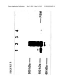 PROSTATE-SPECIFIC MEMBRANE ANTIGEN AND USES THEREOF diagram and image