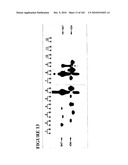 PROSTATE-SPECIFIC MEMBRANE ANTIGEN AND USES THEREOF diagram and image