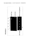 PROSTATE-SPECIFIC MEMBRANE ANTIGEN AND USES THEREOF diagram and image