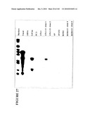 PROSTATE-SPECIFIC MEMBRANE ANTIGEN AND USES THEREOF diagram and image