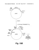 HETEROLOGOUS ANTIBODIES WHICH BIND HUMAN CD4 diagram and image