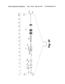 HETEROLOGOUS ANTIBODIES WHICH BIND HUMAN CD4 diagram and image